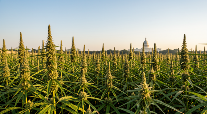 Industrial Hemp Leaf Foods Are Now Legal In All 50 States — But The Same Law Also Tightens The Screw On THC-A